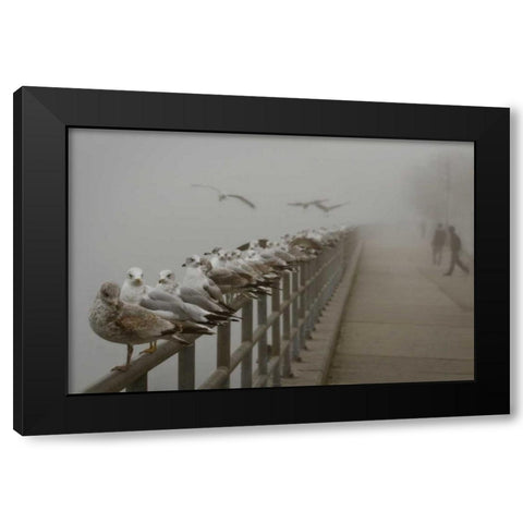 Seagul Paradise III Black Modern Wood Framed Art Print by Vitaly, Geyman