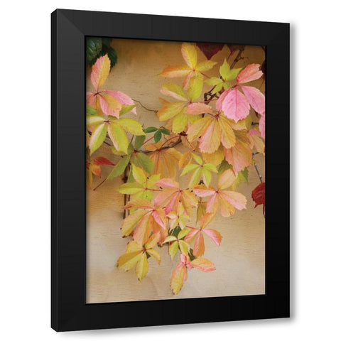 Vine Leaf Romance II Black Modern Wood Framed Art Print by Vitaly, Geyman