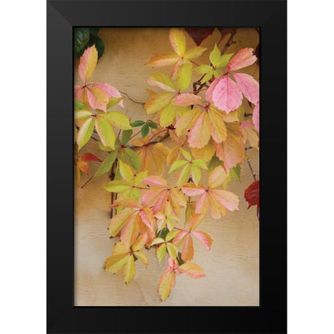 Vine Leaf Romance II Black Modern Wood Framed Art Print by Vitaly, Geyman