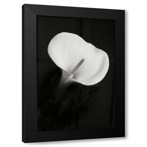 Calla Lily Perfection II Black Modern Wood Framed Art Print with Double Matting by Geyman, Vitaly