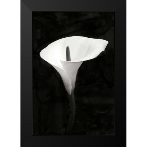 Calla Lily Perfection III Black Modern Wood Framed Art Print by Geyman, Vitaly