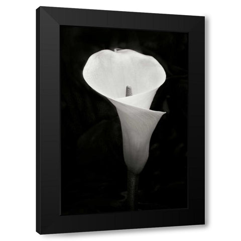 Calla Lily Perfection IV Black Modern Wood Framed Art Print by Geyman, Vitaly