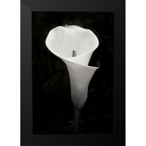 Calla Lily Perfection IV Black Modern Wood Framed Art Print by Geyman, Vitaly