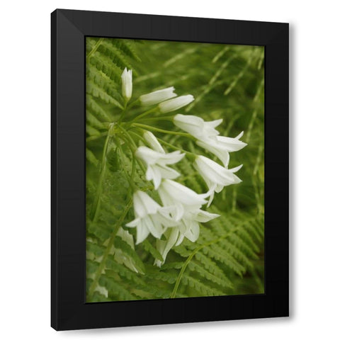 Gentle Bells I Black Modern Wood Framed Art Print by Geyman, Vitaly
