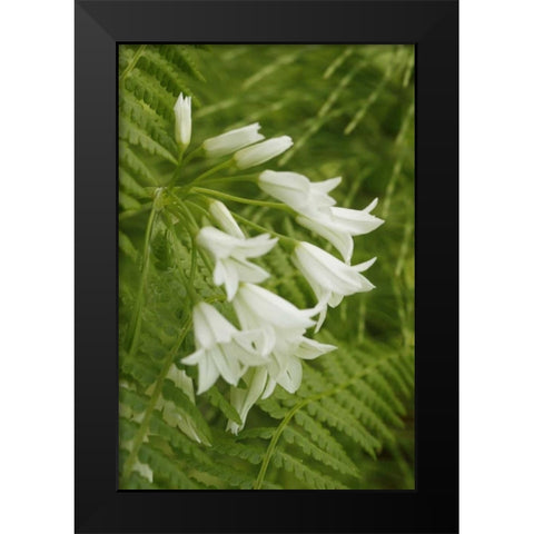 Gentle Bells I Black Modern Wood Framed Art Print by Geyman, Vitaly