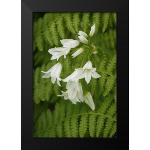 Gentle Bells II Black Modern Wood Framed Art Print by Geyman, Vitaly