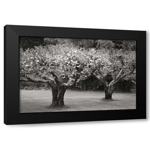 Orchard Serenity I Black Modern Wood Framed Art Print by Geyman, Vitaly
