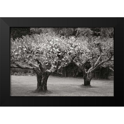 Orchard Serenity I Black Modern Wood Framed Art Print by Geyman, Vitaly