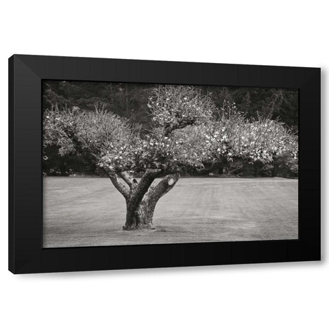 Orchard Serenity II Black Modern Wood Framed Art Print by Geyman, Vitaly