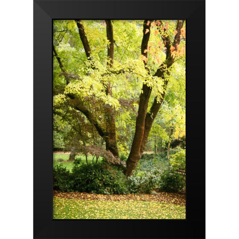 Fall Abundance II Black Modern Wood Framed Art Print by Geyman, Vitaly