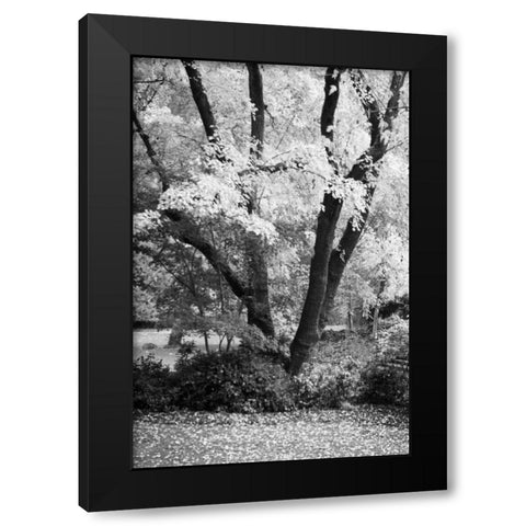 Fall Abundance II B and W Black Modern Wood Framed Art Print by Geyman, Vitaly