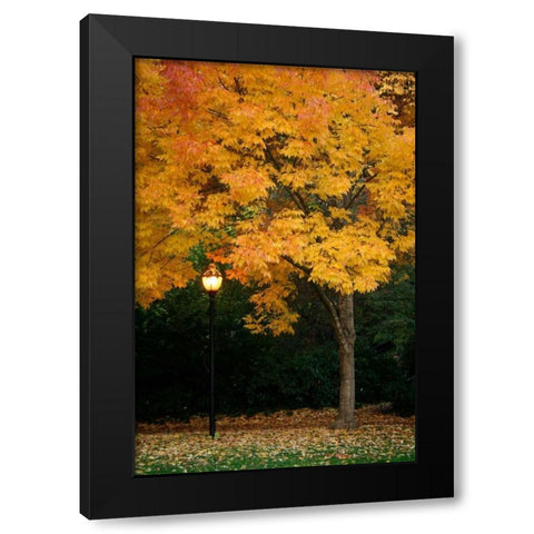Fall Abundance IX Black Modern Wood Framed Art Print with Double Matting by Geyman, Vitaly