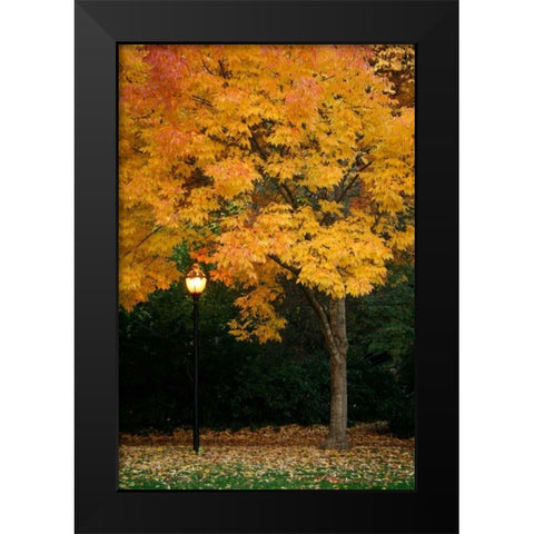 Fall Abundance IX Black Modern Wood Framed Art Print by Geyman, Vitaly