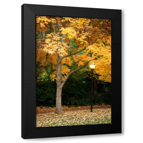 Fall Abundance X Black Modern Wood Framed Art Print with Double Matting by Geyman, Vitaly