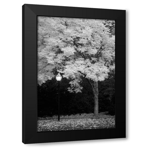 Fall Abundance IX B and W Black Modern Wood Framed Art Print with Double Matting by Geyman, Vitaly