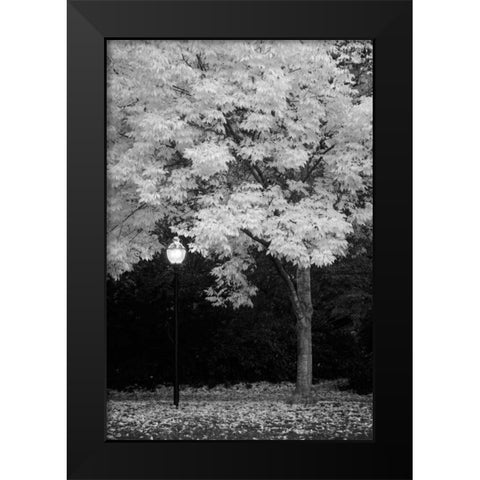 Fall Abundance IX B and W Black Modern Wood Framed Art Print by Geyman, Vitaly