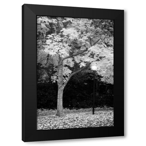 Fall Abundance X B and W Black Modern Wood Framed Art Print with Double Matting by Geyman, Vitaly