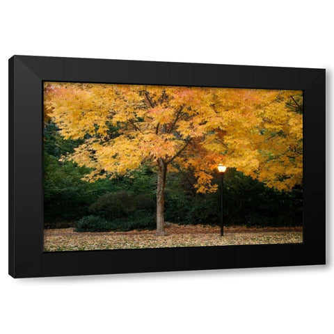 Fall Abundance VI Black Modern Wood Framed Art Print by Geyman, Vitaly