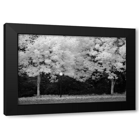 Fall Abundance V B and W Black Modern Wood Framed Art Print with Double Matting by Geyman, Vitaly
