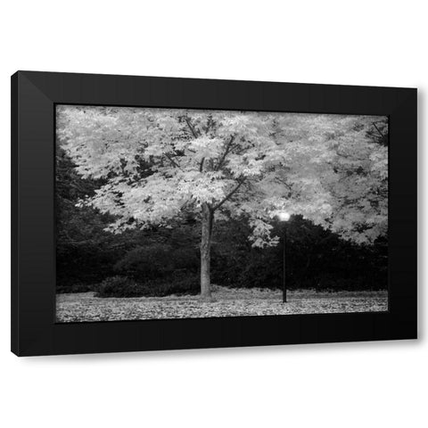 Fall Abundance VI B and W Black Modern Wood Framed Art Print with Double Matting by Geyman, Vitaly