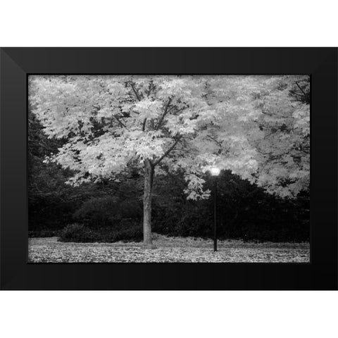 Fall Abundance VI B and W Black Modern Wood Framed Art Print by Geyman, Vitaly