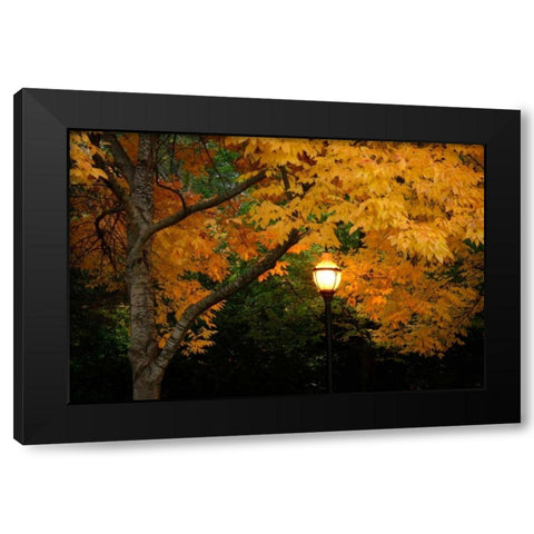 Fall Abundance VIII Black Modern Wood Framed Art Print with Double Matting by Geyman, Vitaly