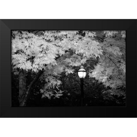 Fall Abundance VII B and W Black Modern Wood Framed Art Print by Geyman, Vitaly