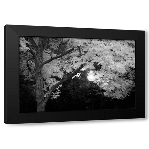 Fall Abundance VII B and W Black Modern Wood Framed Art Print by Geyman, Vitaly