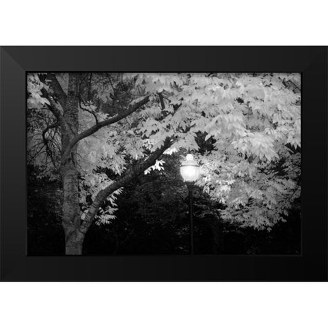 Fall Abundance VII B and W Black Modern Wood Framed Art Print by Geyman, Vitaly