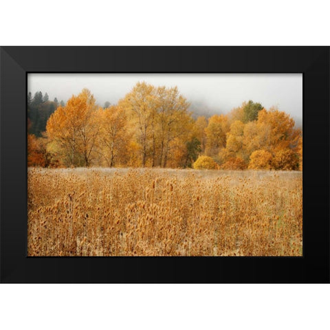 Field of Gold I Black Modern Wood Framed Art Print by Geyman, Vitaly
