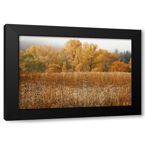 Field of Gold II Black Modern Wood Framed Art Print by Geyman, Vitaly