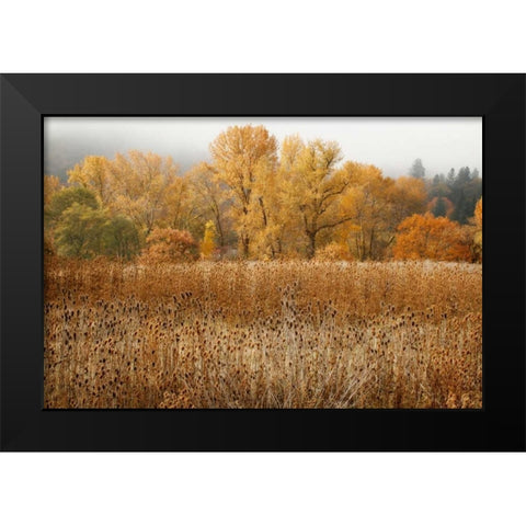 Field of Gold II Black Modern Wood Framed Art Print by Geyman, Vitaly