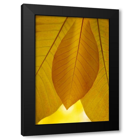 Golden Leafs I Black Modern Wood Framed Art Print by Geyman, Vitaly