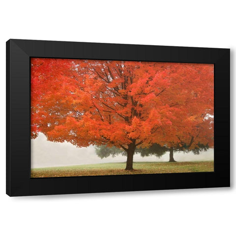 Fall Beauty I Black Modern Wood Framed Art Print with Double Matting by Geyman, Vitaly