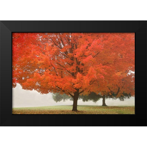 Fall Beauty I Black Modern Wood Framed Art Print by Geyman, Vitaly
