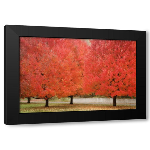 Fall Beauty II Black Modern Wood Framed Art Print with Double Matting by Geyman, Vitaly