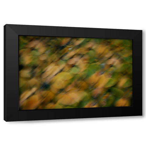 Nature Softness I Black Modern Wood Framed Art Print by Geyman, Vitaly