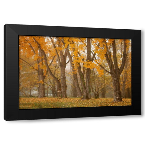 Maple Parade I Black Modern Wood Framed Art Print by Geyman, Vitaly