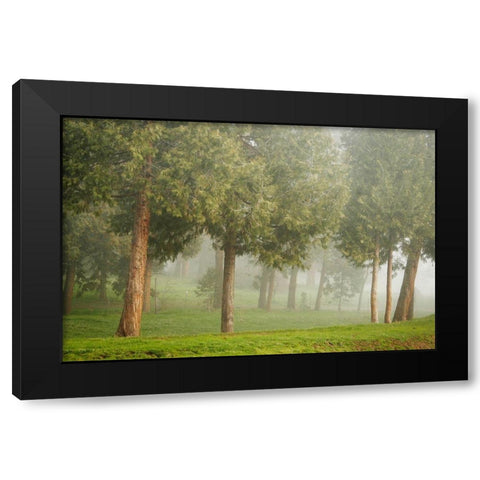 Mystic Woods I Black Modern Wood Framed Art Print with Double Matting by Geyman, Vitaly