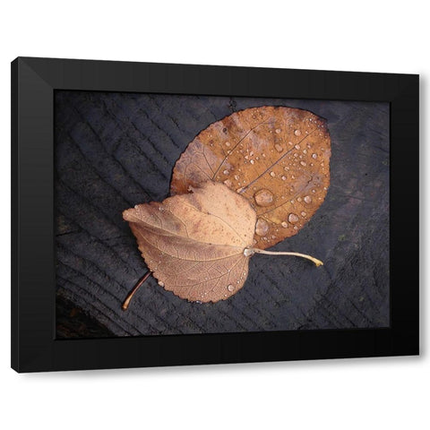 Seasons I Black Modern Wood Framed Art Print with Double Matting by Geyman, Vitaly