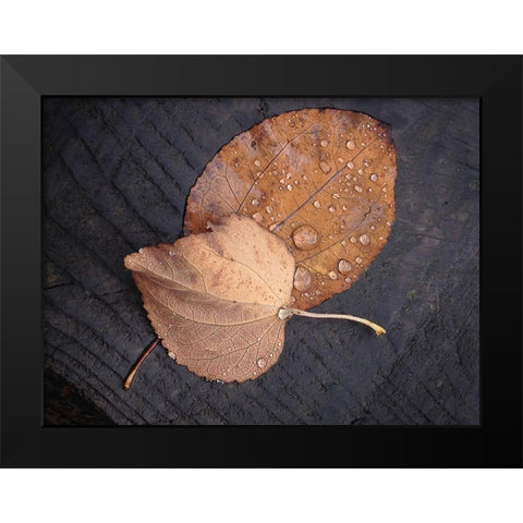 Seasons I Black Modern Wood Framed Art Print by Geyman, Vitaly