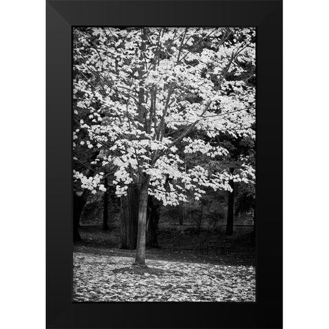 Silver Fall III Black Modern Wood Framed Art Print by Geyman, Vitaly