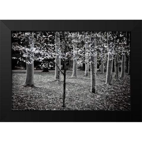 Primadona Black Modern Wood Framed Art Print by Geyman, Vitaly