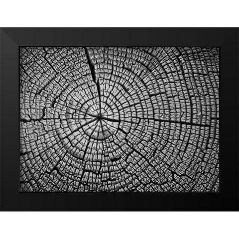 Rings of Life II Black Modern Wood Framed Art Print by Geyman, Vitaly