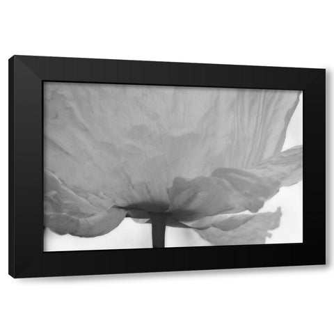 Poppy Elegance I Black Modern Wood Framed Art Print by Geyman, Vitaly