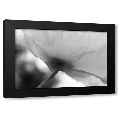 Poppy Elegance II Black Modern Wood Framed Art Print with Double Matting by Geyman, Vitaly