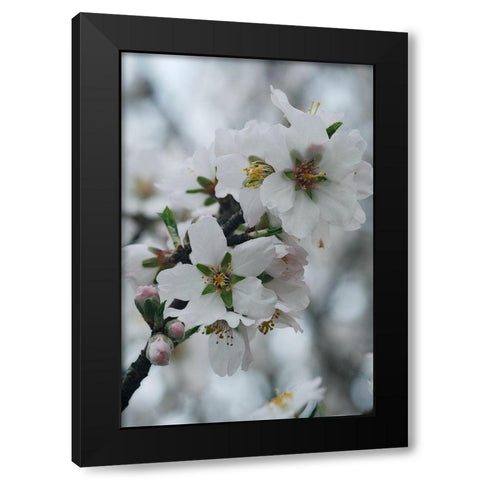 Spring Blossoms I Black Modern Wood Framed Art Print with Double Matting by Geyman, Vitaly