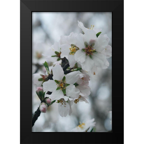 Spring Blossoms I Black Modern Wood Framed Art Print by Geyman, Vitaly
