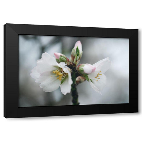 Spring Blossoms III Black Modern Wood Framed Art Print by Geyman, Vitaly