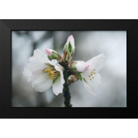 Spring Blossoms III Black Modern Wood Framed Art Print by Geyman, Vitaly